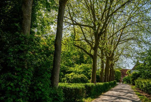 Natuurhuisjes Lust En Last Sommelsdijk Eksteriør billede